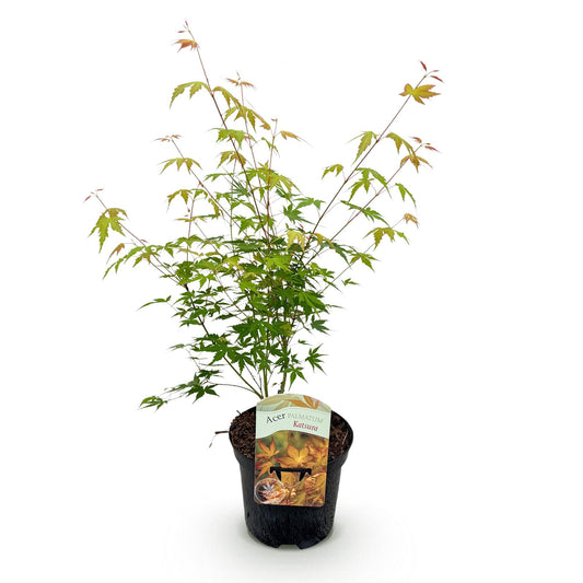 Green boutiQ - Terrace plant - Japanese Maple - Acer palmatum Katsura - Orange - 1 Plant - Deciduous - Pot 19cm Height 70cm