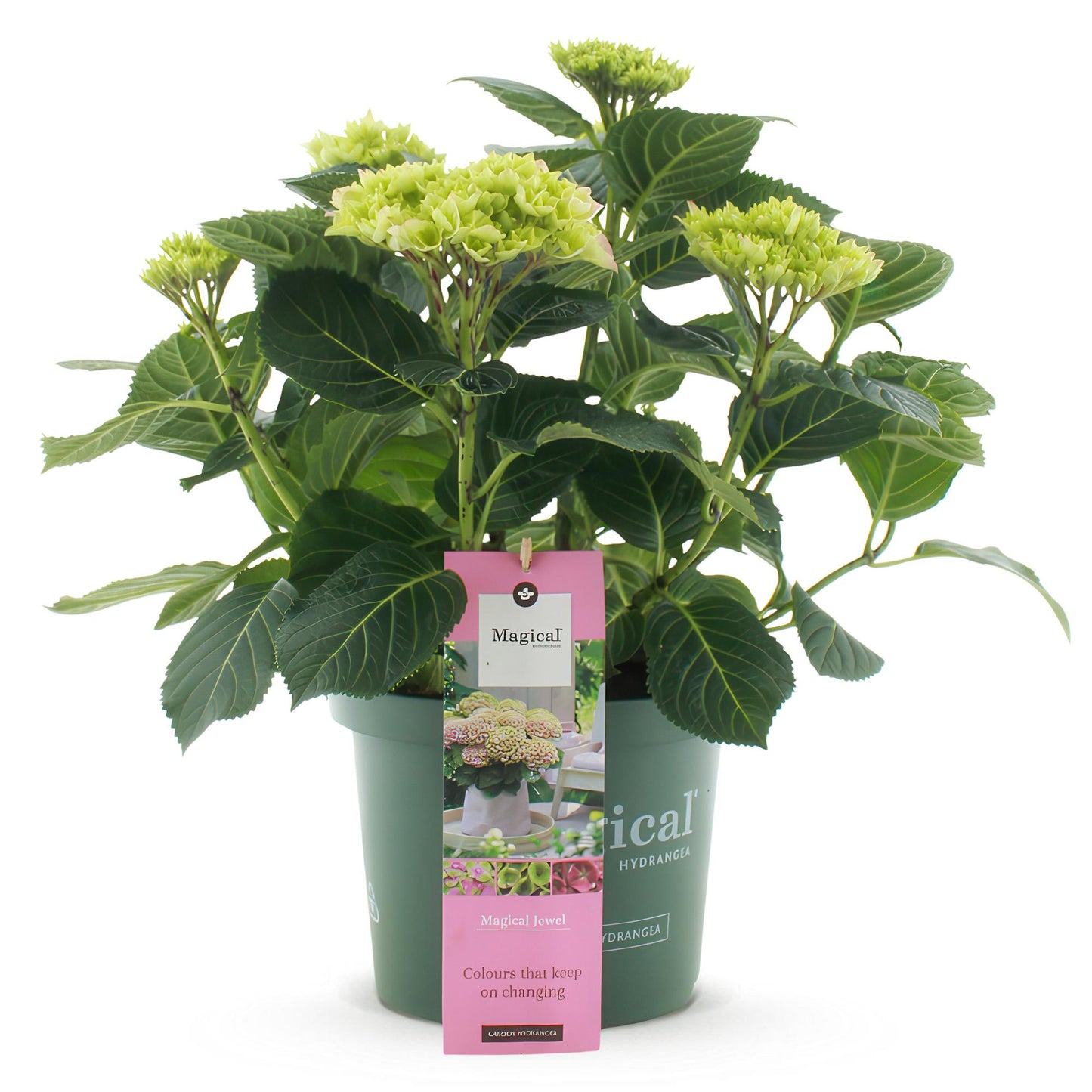 Green boutiQ - Terrace plant - Hydrangea - Hydrangea Magical Jewel Pink - Pink - 6-10 Flowers - Pot 23cm Height 55cm