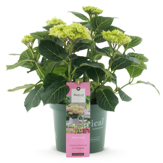 Green boutiQ - Terrace plant - Hydrangea - Hydrangea Magical Jewel Pink - Pink - 6-10 Flowers - Pot 23cm Height 55cm