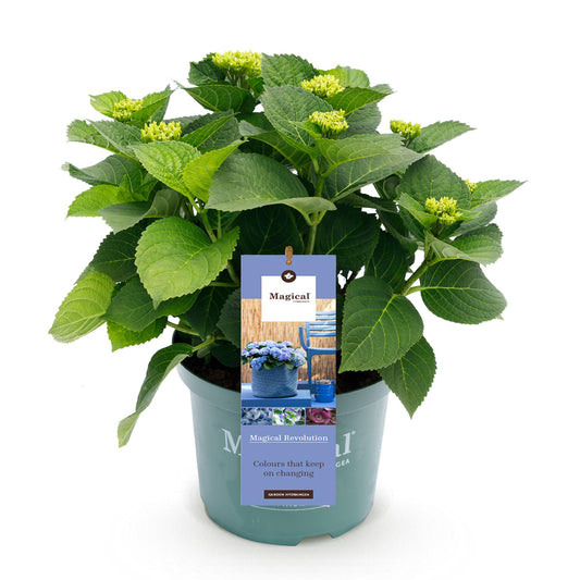 Green boutiQ - Terrace plant - Hydrangea - Hydrangea Magical Revolution Blue - Blue - 6-10 Flowers - Pot 23cm Height 55cm