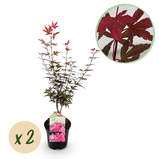 Green boutiQ - Patio plant - Japanese Maple - Acer palmatum Skeetsers Broom - Purple - 2 Plants - Deciduous - Pot 19cm Height 70cm