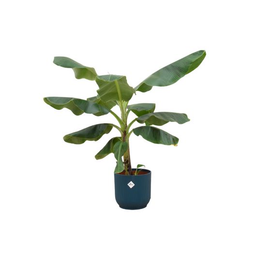 Combi deal - Banana plant (Musa) including elho Vibes Fold Round blue Ø22 - 100 cm