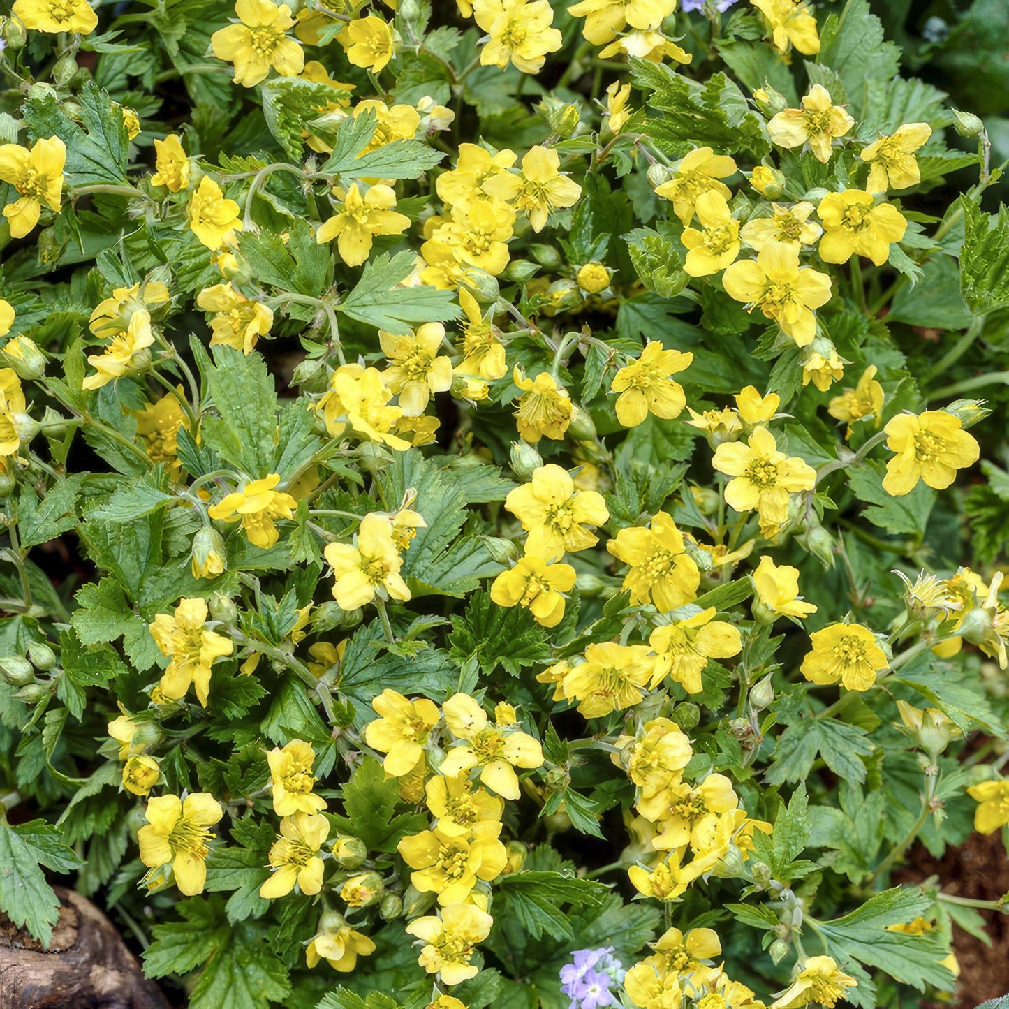20x Waldsteinia ternata - ↕10-25cm - Ø9cm