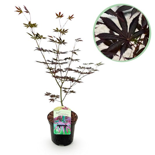 Green boutiQ - Terrace plant - Japanese Maple - Acer palmatum Trompenburg - Dark Purple - 1 Plant - Deciduous - Pot 19cm Height 70cm