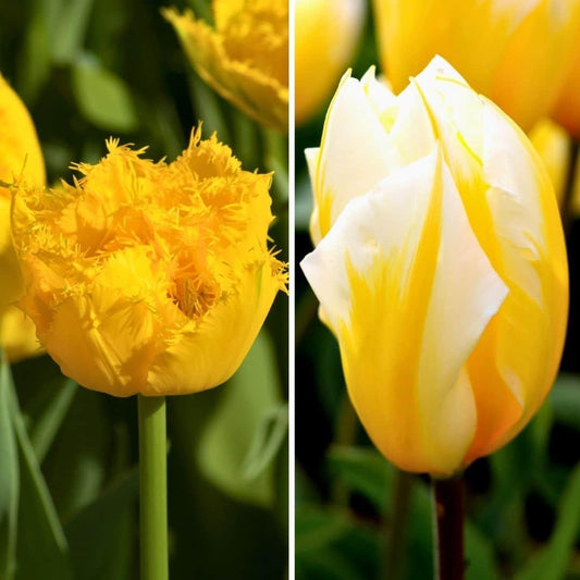 Flowerbulbs Amsterdam - Yellow Splash - 30 flower bulbs - Size 12+