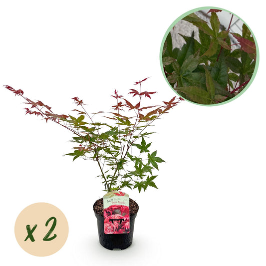 Green boutiQ - Terrace plant - Japanese Maple - Acer palmatum Beni Maiko - Red - 2 Plants - Deciduous - Pot 19cm Height 70cm