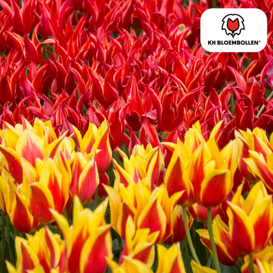 Tulpenbollen Fire Wings – 20 Stuks