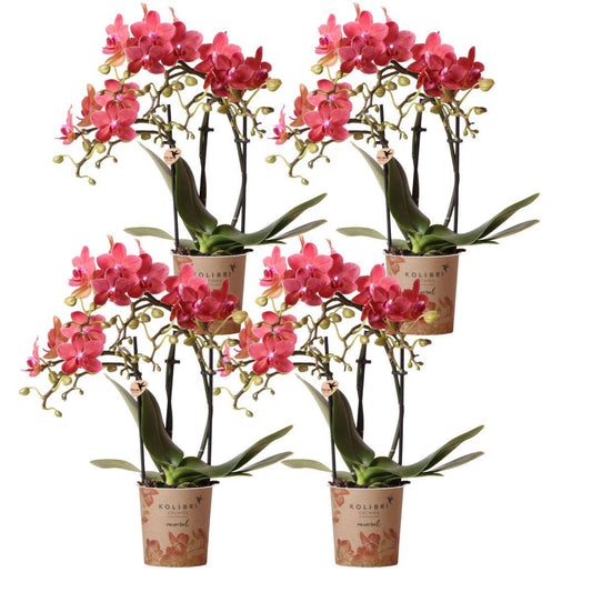 Kolibri Orchids | COMBI DEAL of 4 orange Phalaenopsis orchids - Congo - pot size Ø9cm | flowering houseplant - fresh from the grower