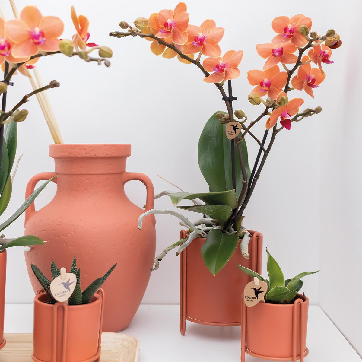 Oranje Phalaenopsis orchidee - Mineral Bolzano - potmaat Ø9cm