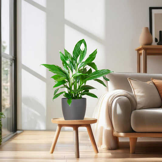 Spathiphyllum with Viber grey - 80cm - Ø21