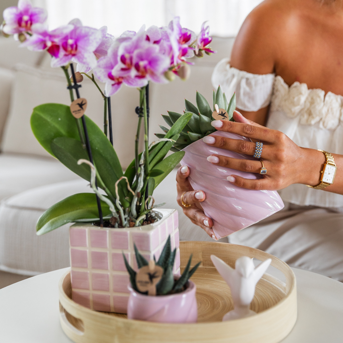 Roze Phalaenopsis orchidee potmaat Ø9cm | Rotterdam