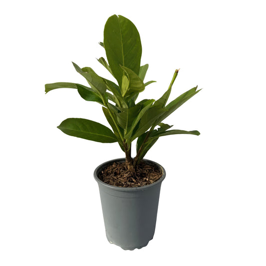 Green boutiQ - Hedge plants - Prunus laurocerasus Rotundifolia - leaf green - 8 plants - 1 linear meter - evergreen - pot 9cm height 30-35cm
