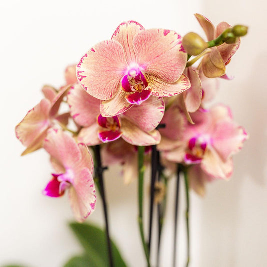 Surprise box mix - plant advantage box - surprise box with 4 different orchids ø12cm