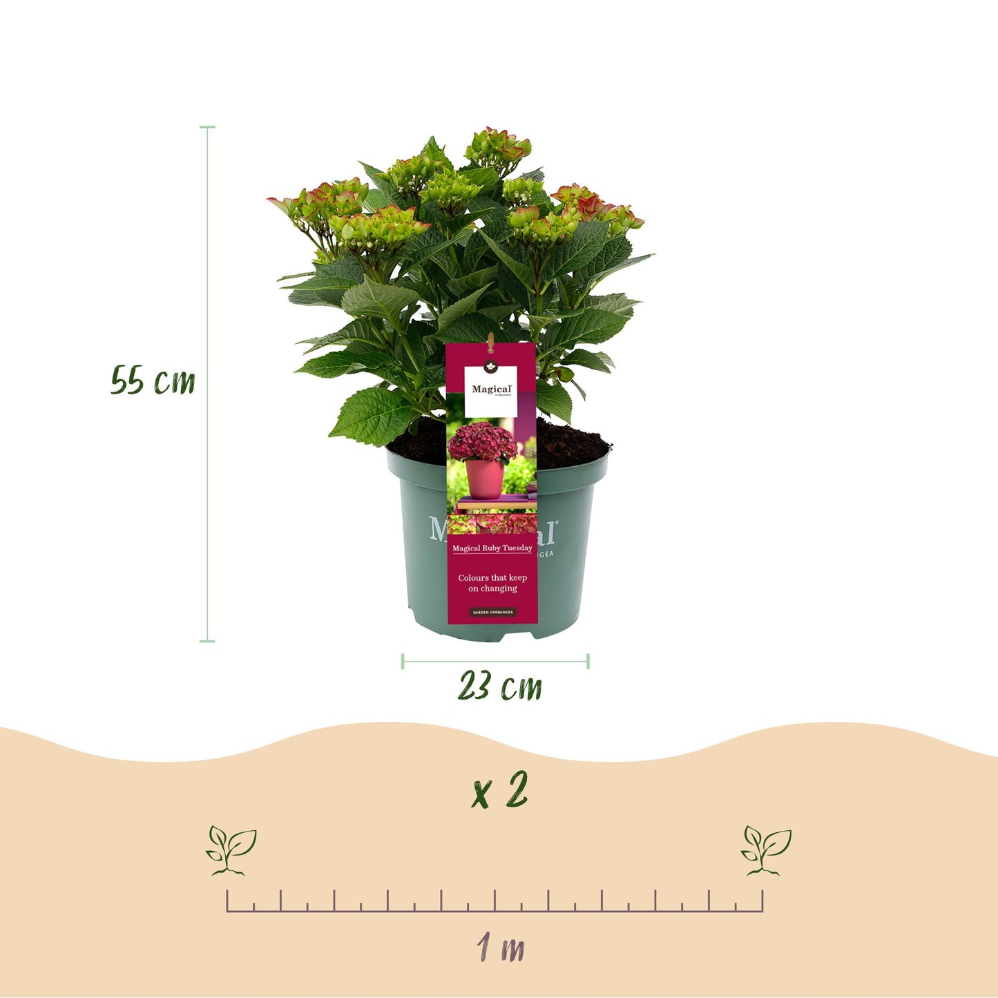Green boutiQ - Terrace plant - Hydrangea - Hydrangea Magical Teusday &amp; Saphire - Red - 6-10 Flowers - Pot 23cm Height 55cm