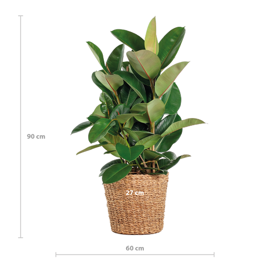 Ficus Elastica Robusta XL with basket Torun - 90cm - Ø27