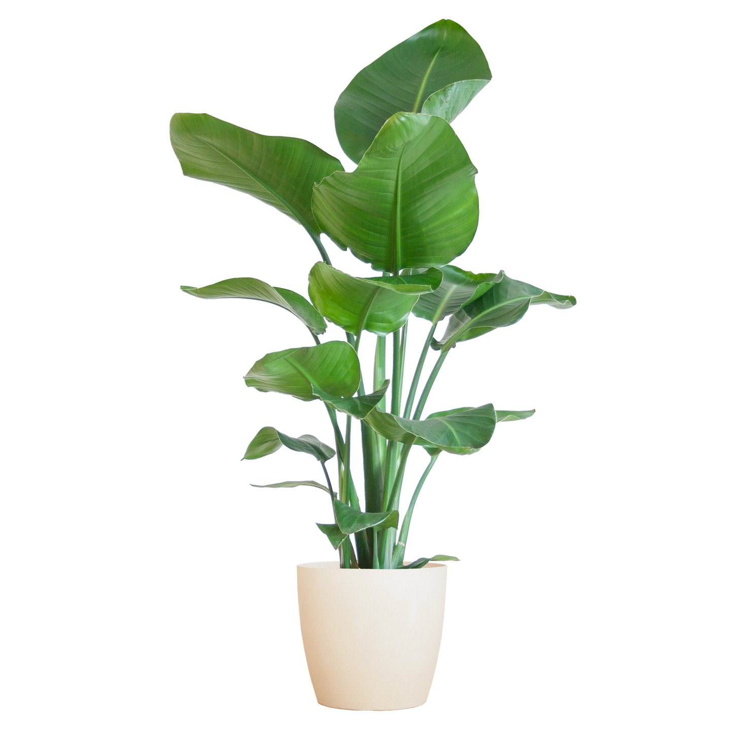 Strelitzia Nicolai with Viber pot white - 80cm - Ø21