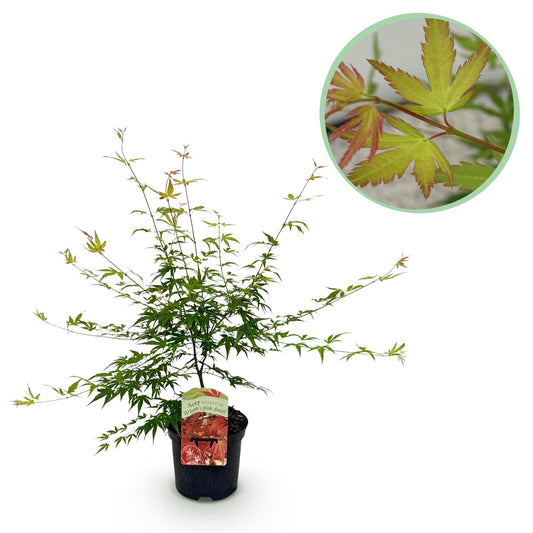 Green boutiQ - Terrace plant - Japanese Maple - Acer palmatum Pink Dwarf - Pink - 1 Plant - Deciduous - Pot 19cm Height 70cm
