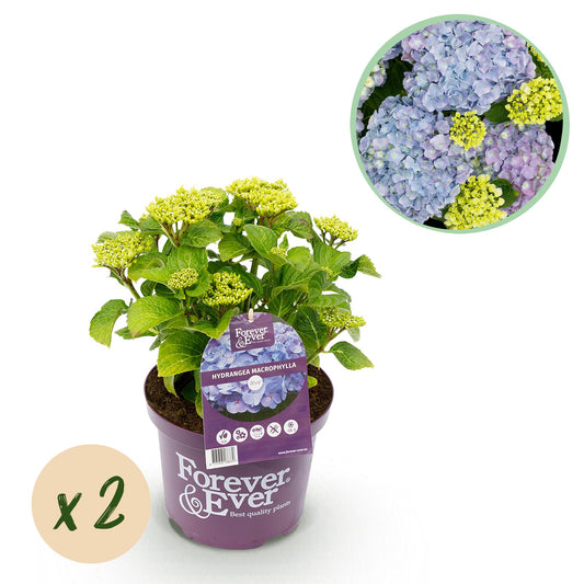 Green boutiQ - Terrace plant - Hydrangea - Hydrangea Forever &amp; Ever - Blue - 7-12 Flowers - 2 Plants - Pot 23cm Height 55cm