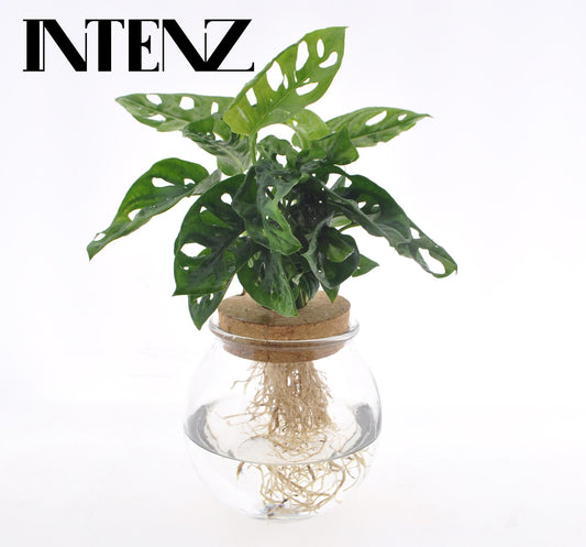 Monstera Adansonii in Convex Glass + Click Cork - Ø12cm - ↕25cm