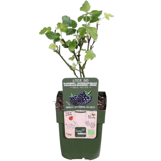 Rubus fruticosus 'Black Satin' - Thornless Blackberry - Ø13cm - ↕45cm