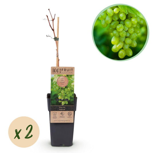 Green boutiQ - Fruit plant - White Grape - Vitis vinifera Himrod - Seedless - 2 plants - Pot 15cm Height 50cm