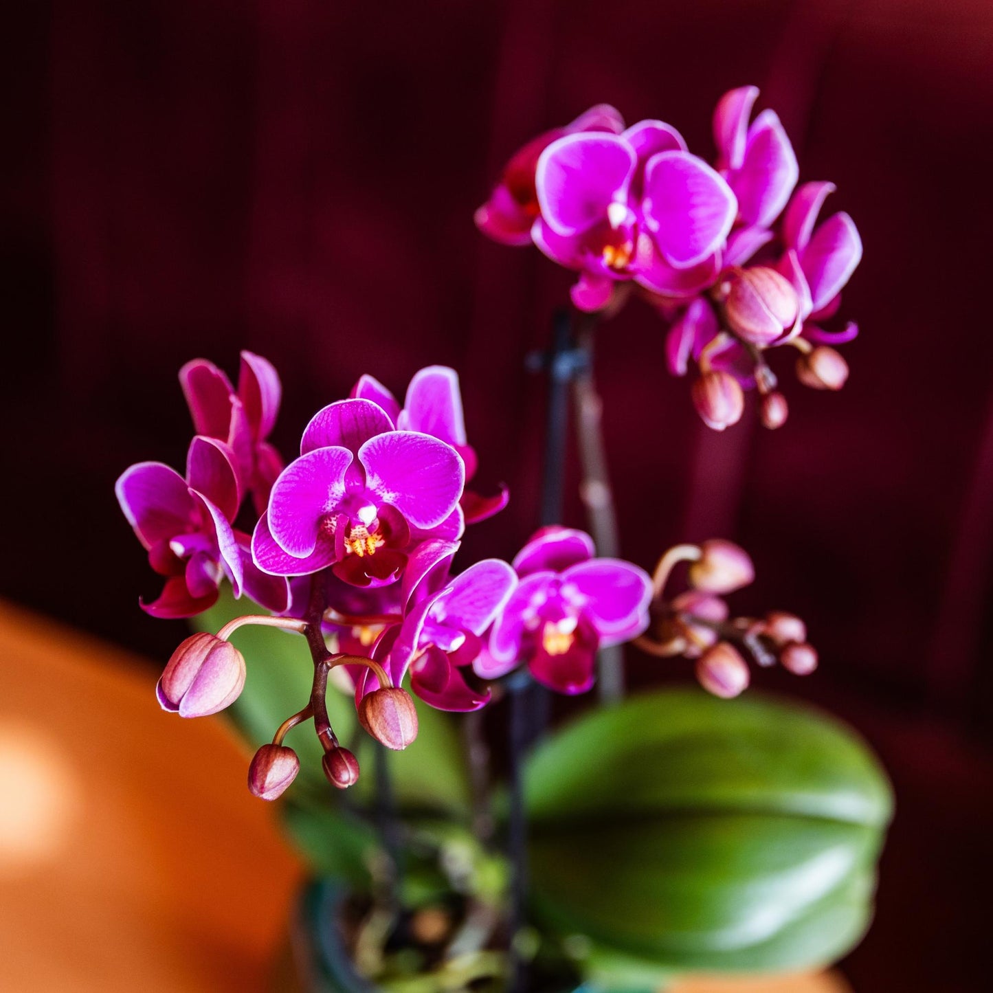 Kolibri Orchids | Purple phalaenopsis orchid pot size Ø9cm | Morelia | flowering houseplant - fresh from the grower