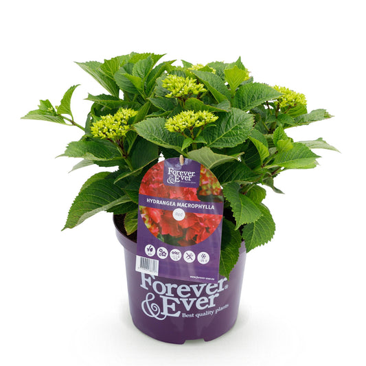 Green boutiQ - Patio plant - Hydrangea - Hydrangea Forever &amp; Ever - Red - 7-12 Flowers - Pot 23cm Height 55cm