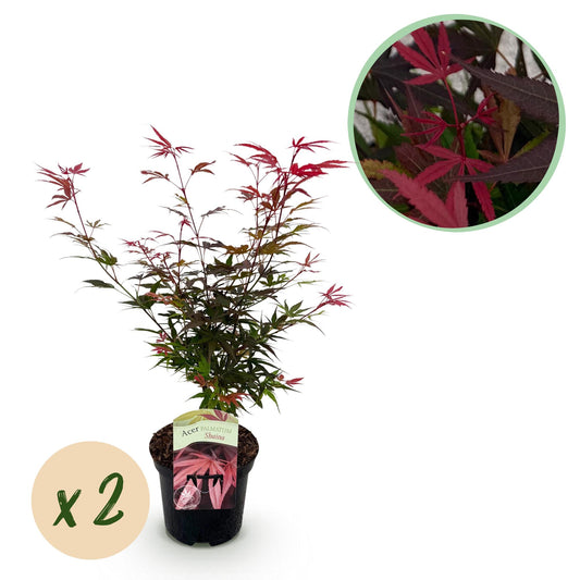 Green boutiQ - Terrace plant - Japanese Maple - Acer palmatum Shaina - Red - 2 Plants - Deciduous - Pot 19cm Height 70cm