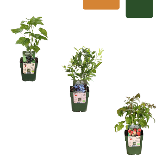 "Fruit party" BIO Fruit plants mix set of 3 different types