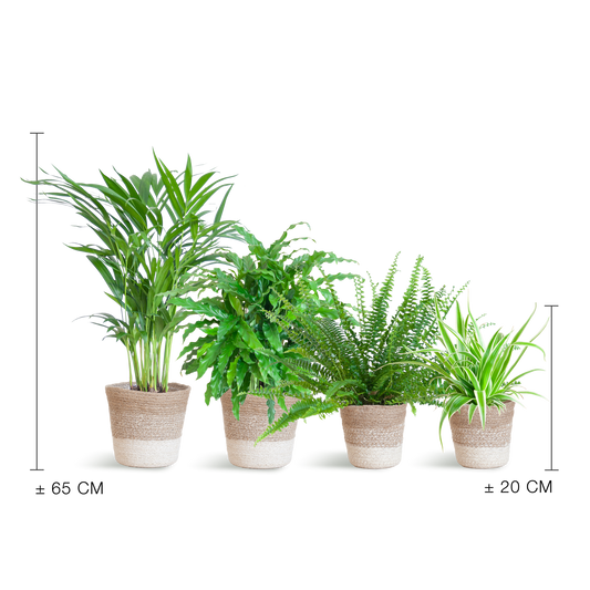 Animal friendly plant set