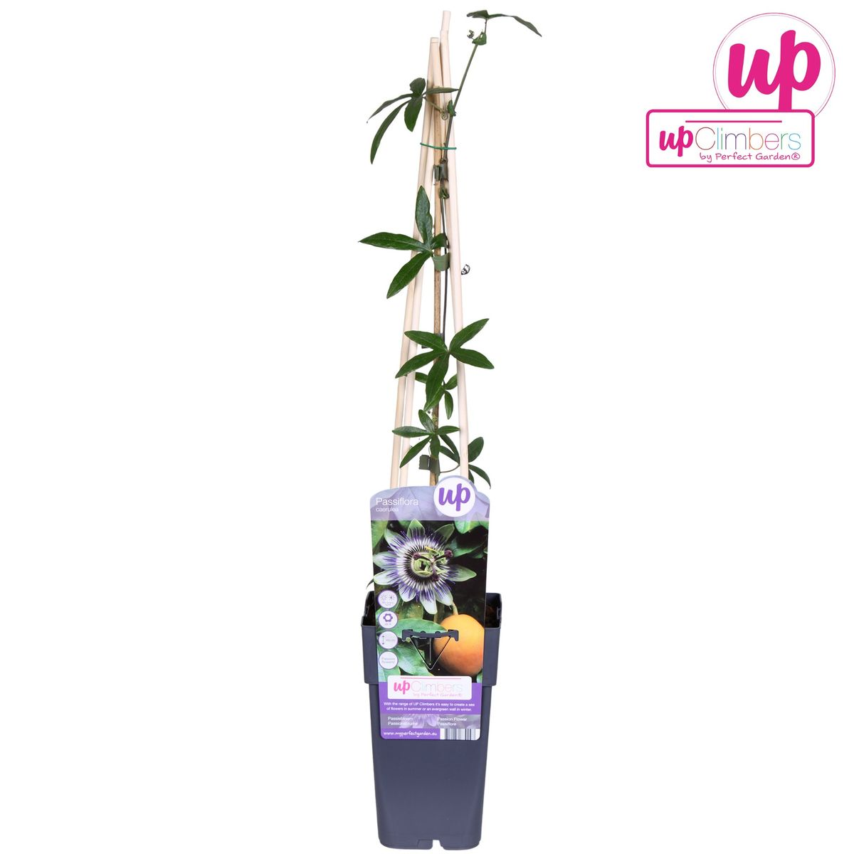Passiflora Blue caerulea - Ø15cm - ↕65cm