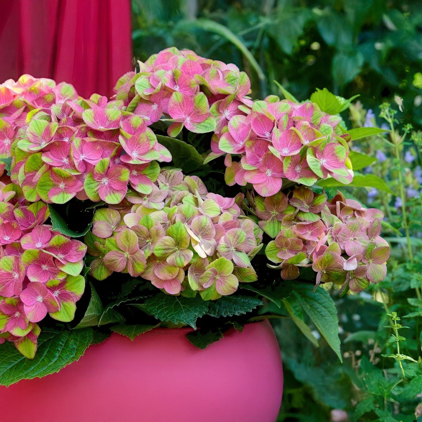 Green boutiQ - Terrace plant - Hydrangea - Hydrangea Magical Green Fire - Pink Green - 6-10 Flowers - Pot 23cm Height 55cm