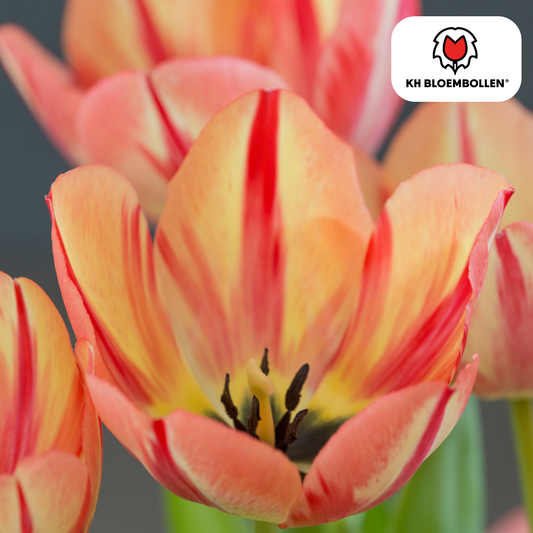 Tulpenzwiebeln Spring Break – 20er-Pack | KH Bloembollen® | Rot-orange Tulpe – Feurig, energisch und auffällig – Für Garten oder Topf – Größe 11/12 – Frisch vom Züchter