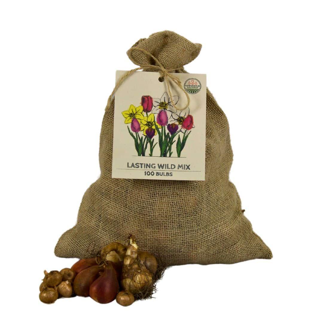 Flowerbulbs Amsterdam - Super Lasting Wild Mix - Sustainable value pack, 100 flower bulbs for 2.5 m² of floral splendor