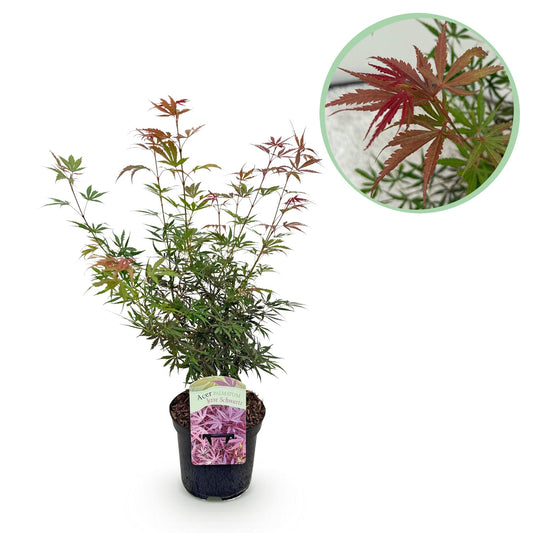 Green boutiQ - Terrace plant - Japanese Maple - Acer palmatum Jerre Swarts - Dark Red - 1 Plant - Deciduous - Pot 19cm Height 70cm