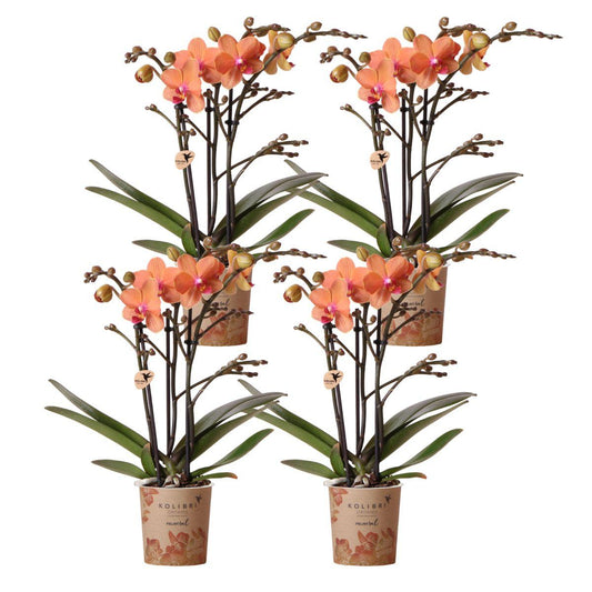 Kolibri Orchids | COMBI DEAL of 4 orange Phalaenopsis orchids - Bolzano - pot size Ø9cm | flowering houseplant - fresh from the grower