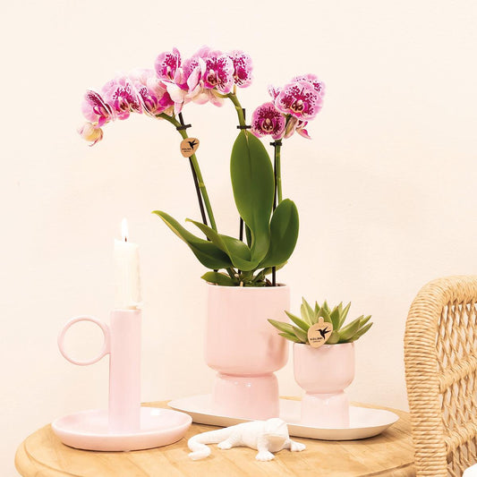 Kolibri Orchids | Pink-purple phalaenopsis orchid pot size Ø9cm | El Salvador | flowering houseplant - fresh from the grower