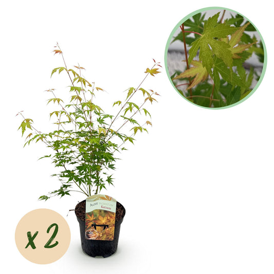 Green boutiQ - Terrace plant - Japanese Maple - Acer palmatum Katsura - Orange - 2 Plants - Deciduous - Pot 19cm Height 70cm