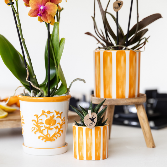 Kolibri Orchids | orange Phalaenopsis orchid - Jamaica + Painted Stripe pot orange - pot size Ø9cm | flowering houseplant - fresh from the grower
