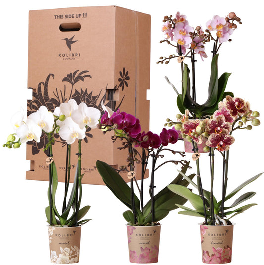 Surprise box mix - plant advantage box - surprise box with 4 different orchids ø9cm