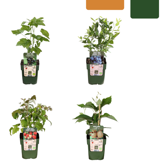 "Summer Fruits" BIO Fruit Plants Mix Set of 4 Different Types