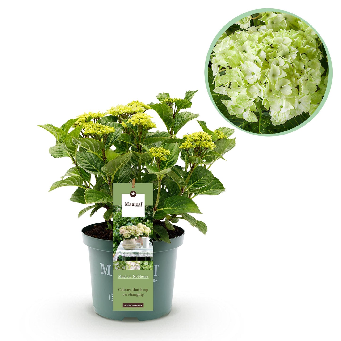 Green boutiQ - Terrace plant - Hydrangea - Hydrangea Magical Nobless - White - 6-10 Flowers - Pot 23cm Height 55cm