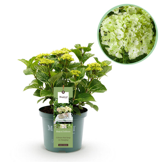Green boutiQ - Terrace plant - Hydrangea - Hydrangea Magical Nobless - White - 6-10 Flowers - Pot 23cm Height 55cm