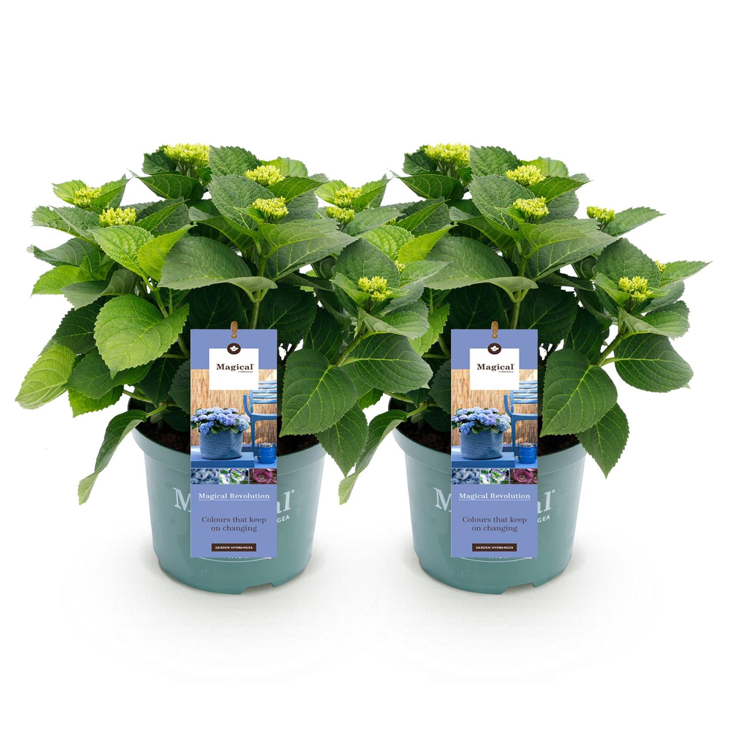 Green boutiQ - Terrace plant - Hydrangea - Hydrangea Magical Revolution Blue - Blue - 6-10 Flowers - 2 Plants - Pot 23cm Height 55cm