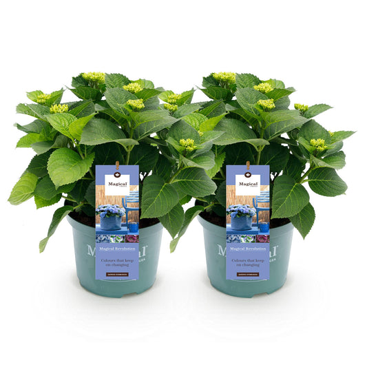 Green boutiQ - Terrace plant - Hydrangea - Hydrangea Magical Revolution Blue - Blue - 6-10 Flowers - 2 Plants - Pot 23cm Height 55cm