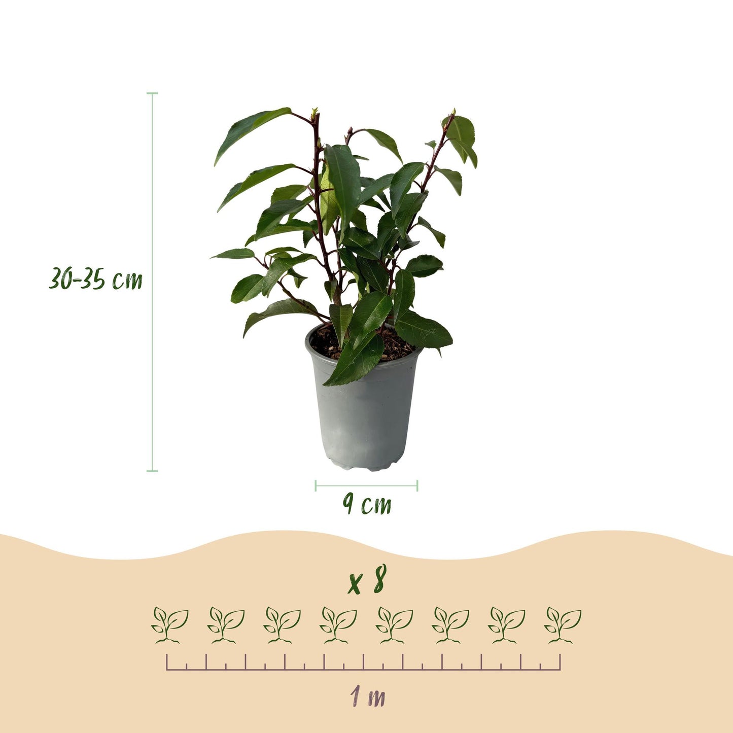 Green boutiQ - Hedge plants - Prunus lusitanica Angustifolia - leaf green - 8 plants - 1 linear meter - evergreen - pot 9cm height 30-35cm