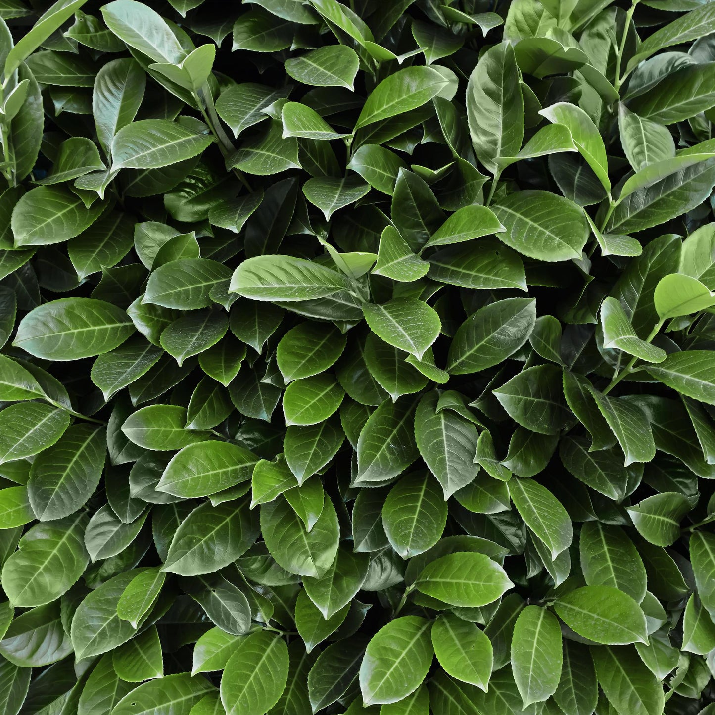 Green boutiQ - Hedge plants - Prunus laurocerasus Novita - leaf green - 8 plants - 1 linear meter - evergreen - pot 9cm height 30-35cm
