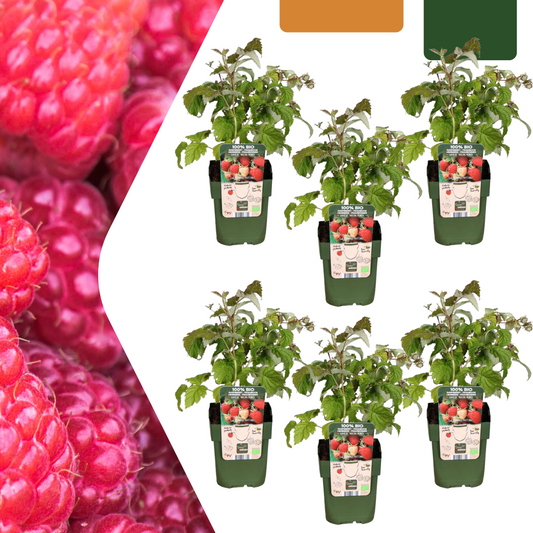 6 x organic raspberry plants - Ø 13 cm - ↨ 20 cm