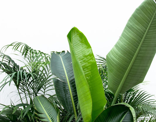 XXL Value Pack - Kentia 200 cm, Strelitzia Nicolai 225 cm, Areca 200 cm