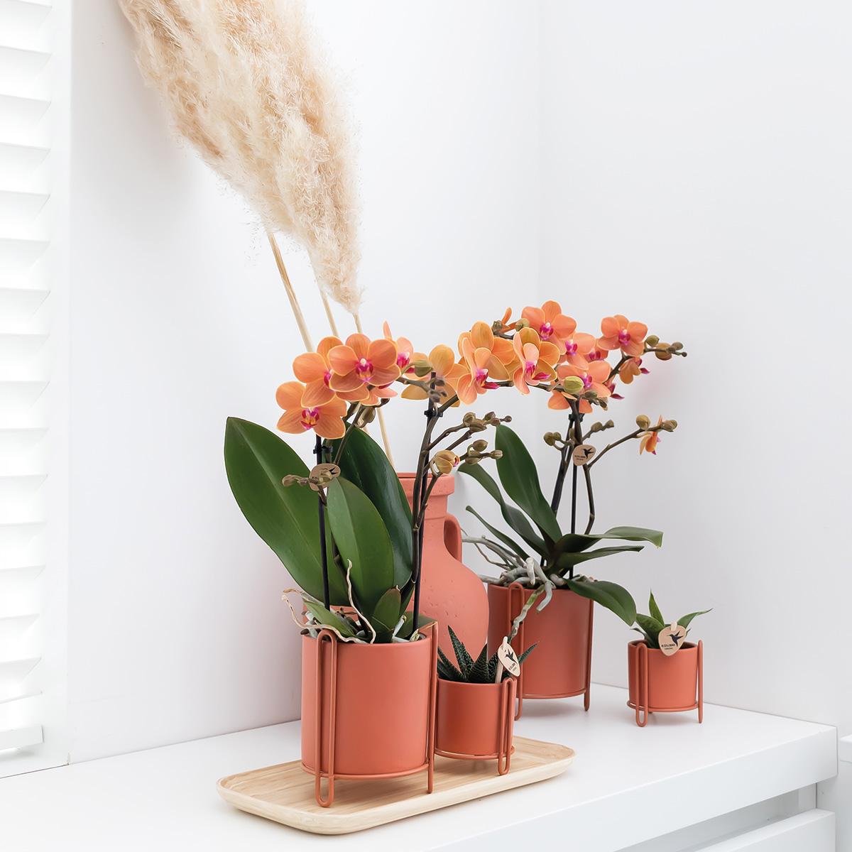 Oranje Phalaenopsis orchidee - Mineral Bolzano - potmaat Ø9cm